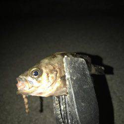 プレミアムフライデーメバリング