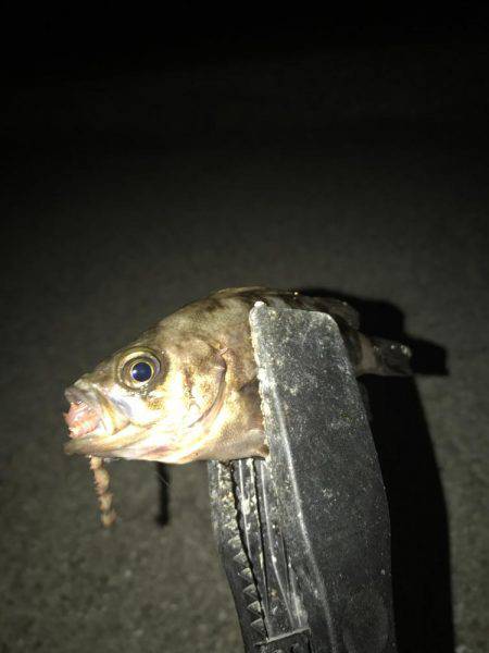 プレミアムフライデーメバリング