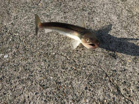 今日もやっぱりエソ祭り！わっしょい♪
