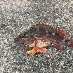 マイクロショアジギング