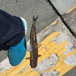 ジギングとガシリング！！