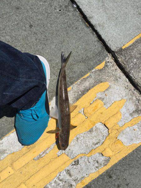 ジギングとガシリング！！