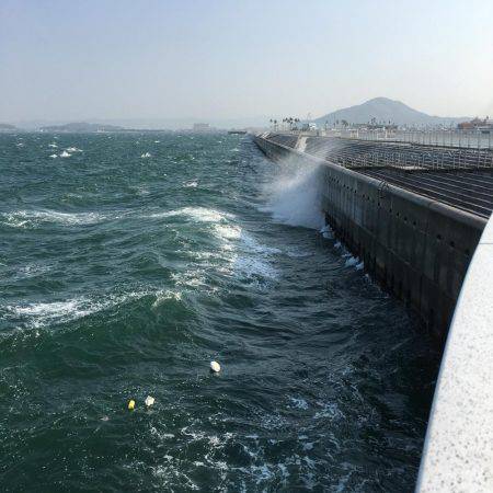 サゴシに出逢えた