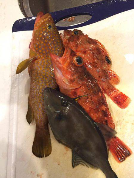 宮津市 船ジギング ブリ!