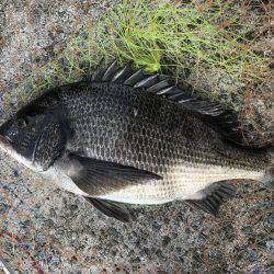 和田防波堤 チヌ！