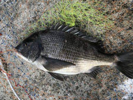 和田防波堤 チヌ！