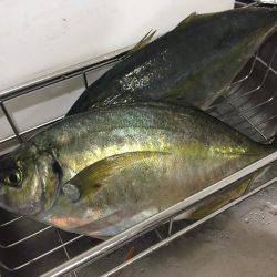 シマアジ祭りーーーー