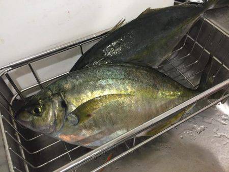 シマアジ祭りーーーー