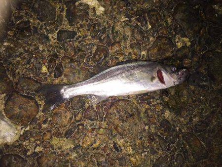 メバルを釣りたくて！