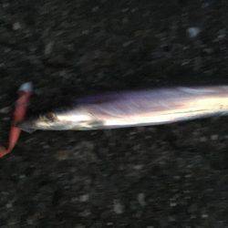 夕まずめパトロール