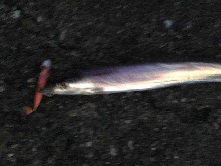 夕まずめパトロール