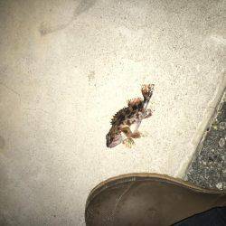 ロックフィッシュは面白いよ