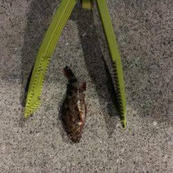 ロックフィッシュはいいね