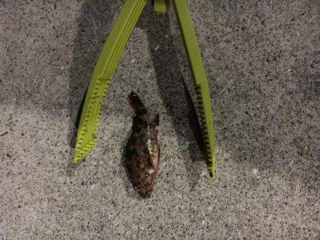 ロックフィッシュはいいね