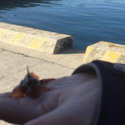 春告魚を求めて