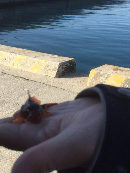 春告魚を求めて