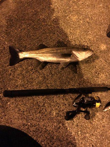 シーバス やっと釣れたよ