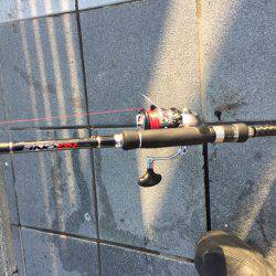 癒しのコウイカちゃん