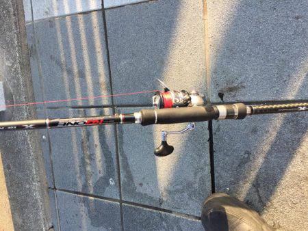 癒しのコウイカちゃん