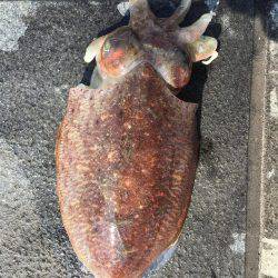 癒しのコウイカちゃん