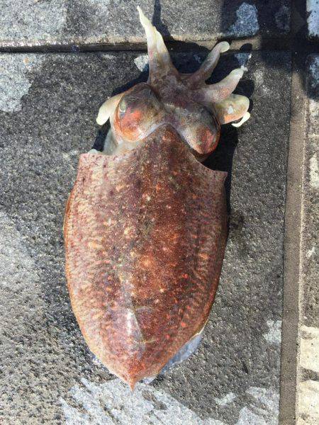 癒しのコウイカちゃん