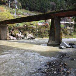 アマゴ狙いでウグイ