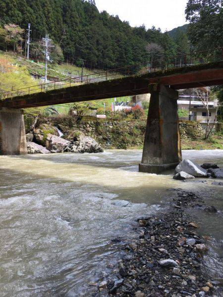 アマゴ狙いでウグイ