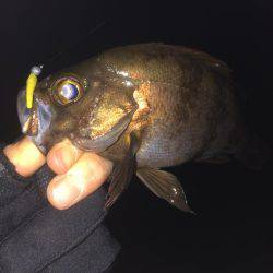 楽しくメバリング