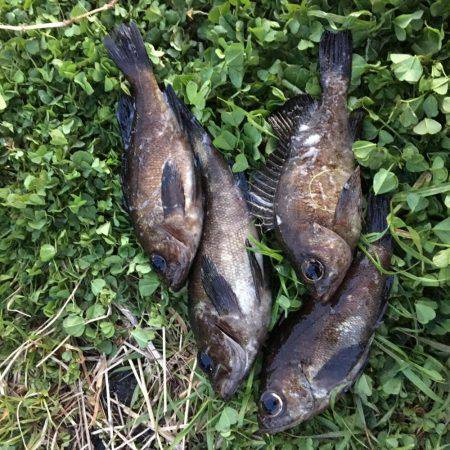 メバルプラッキング