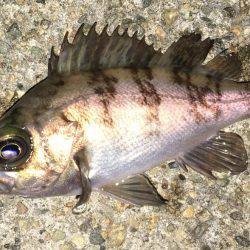 ぷらっとプラッキング