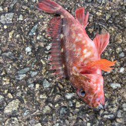 早朝ガシラ釣り