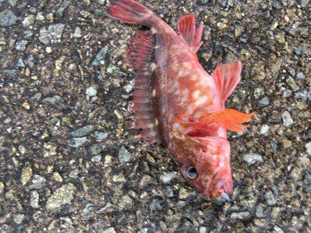 早朝ガシラ釣り