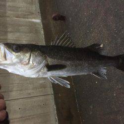 夕方シーバス狙いで