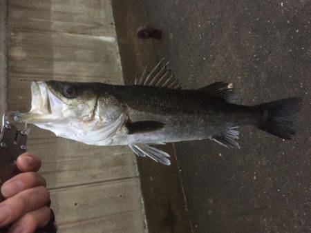 夕方シーバス狙いで