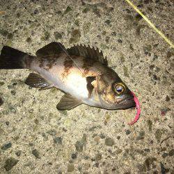 久々のメバリング