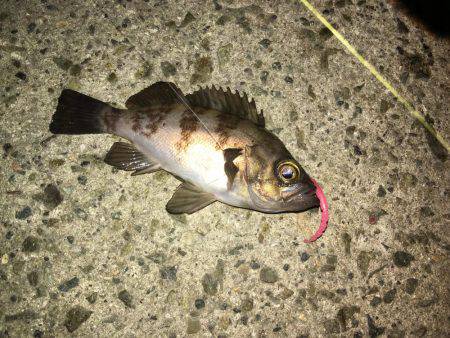 久々のメバリング