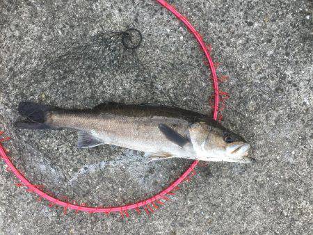 デイシーバス開幕