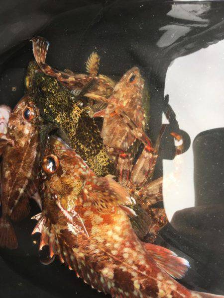 淡路島2日目穴釣り