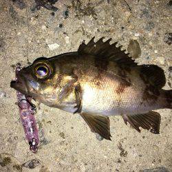 メバルプラッキング