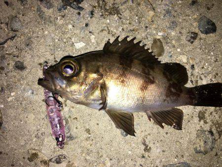 メバルプラッキング