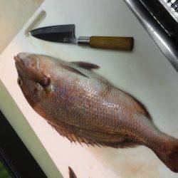 平磯海釣り公園でのウキ釣り釣行