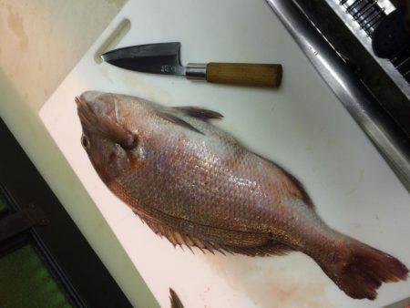 平磯海釣り公園でのウキ釣り釣行