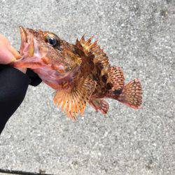 津久見港でデイメバ