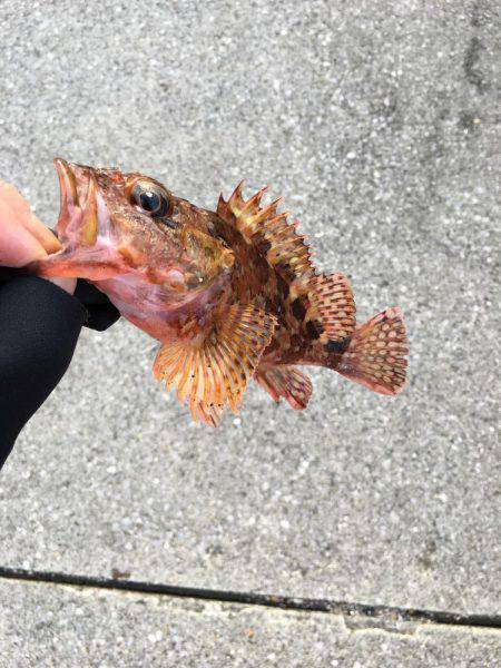 津久見港でデイメバ