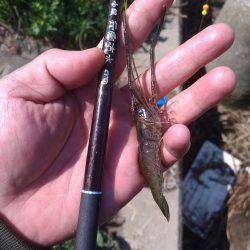 テナガエビ調査釣行in多摩川 まだちょっと早い!?