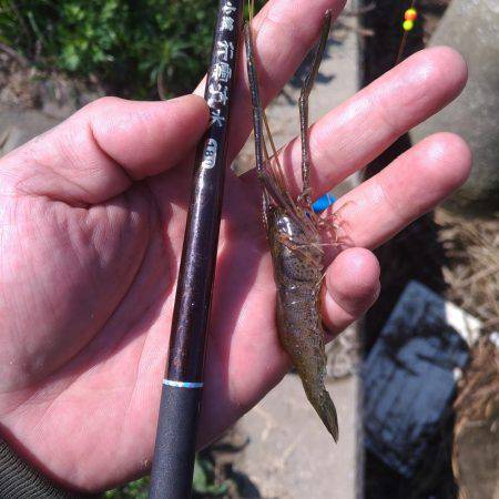 テナガエビ調査釣行in多摩川 まだちょっと早い!?