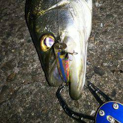 中盤から後半に差し掛かった稚鮎パターン