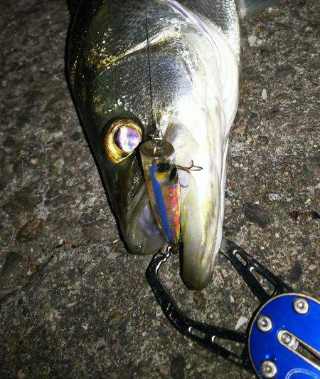 中盤から後半に差し掛かった稚鮎パターン