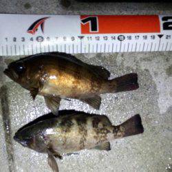 なんとかﾒﾊﾞﾘﾝｸﾞ成立