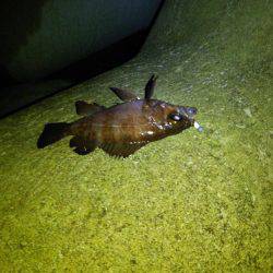 春メバルゲーム